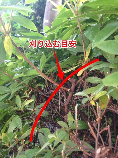 植木の豆知識 そんなの簡単 あなたの植木の刈り込みは本当に正しい 植木の剪定なら横浜の植木屋 山下園