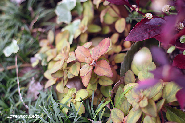 地植えセダムと玄関先秋モード Love Succulent