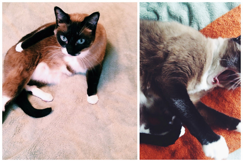 Biscuit the Cat // Loves Food, Loves to Eat