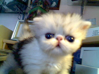 Kucing Persia Lucu dan Imut Kucing Persia Lucu dan Imut