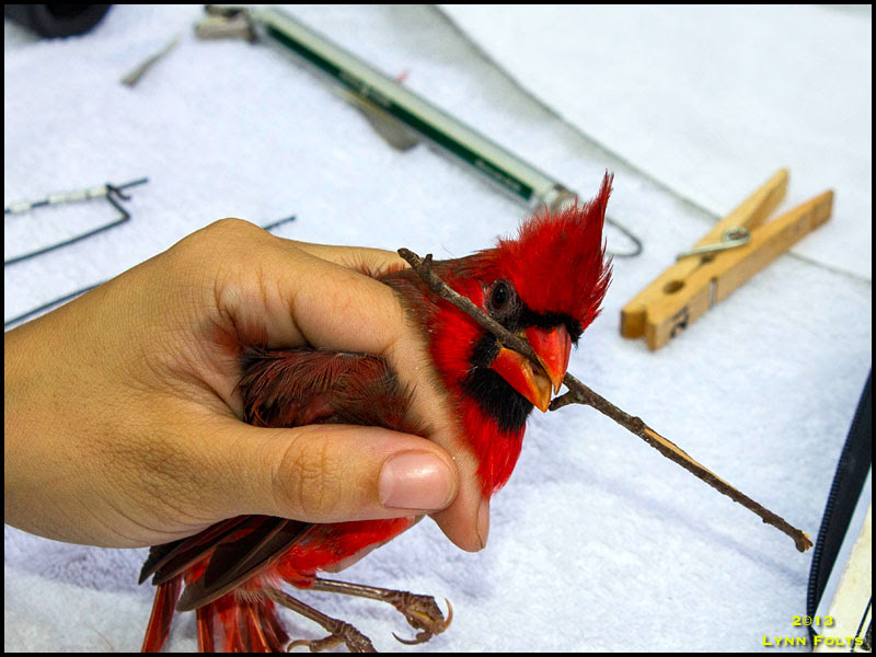 Northern Cardinal