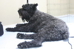 Giant Schnauzer - Before
