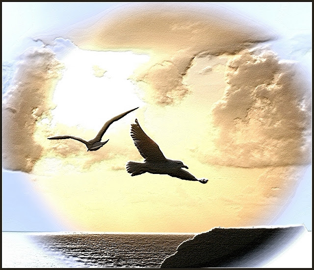 Gulls in Flight