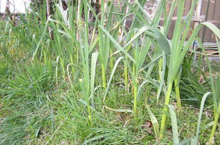 花ニラの葉が食べられそう えっ 花ニラに毒 健康生活 有機 自然流から自然栽培へ