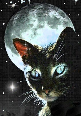 Chat pouvoir mystique