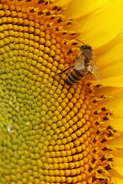 A bee collecting nectar on a sunflower in Provence, France