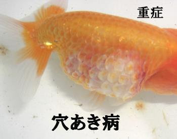 ランチュウ 金魚の病気 穴あき病