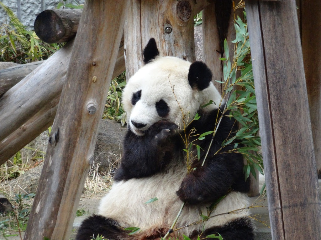 えんちょうさんぽ ジャイアントパンダの魅力 神戸市立王子動物園 公式