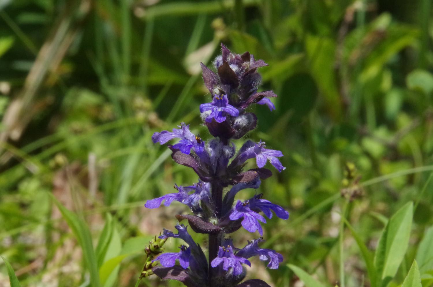 セイヨウジュウニヒトエ 西洋十二単 シソ科キランソウ属 草津温泉 草津スカイランドホテル 公式