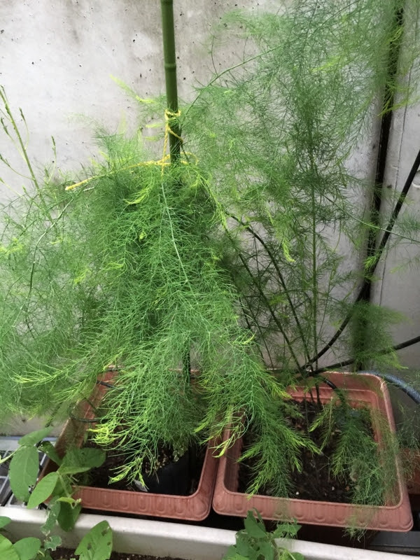 プランターのアスパラガスの葉っぱが生い茂ってます プランターでの野菜栽培記録
