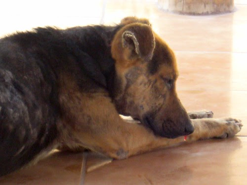 Capitan - very tired