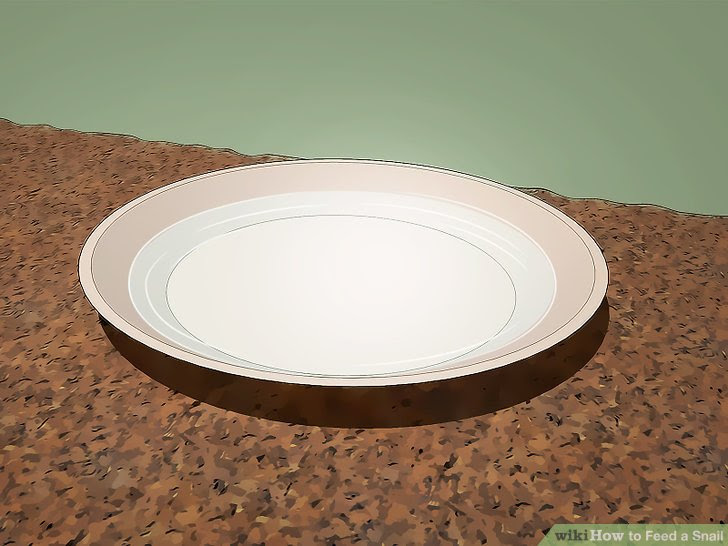 Feed a Snail Step 5.jpg