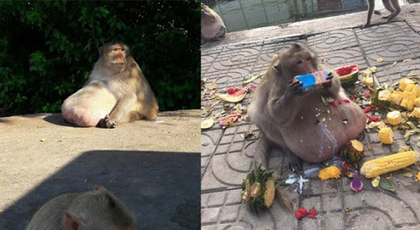 (7 Gambar & Video) Monyet Obes Curi Perhatian Pelancong Di Bangkok