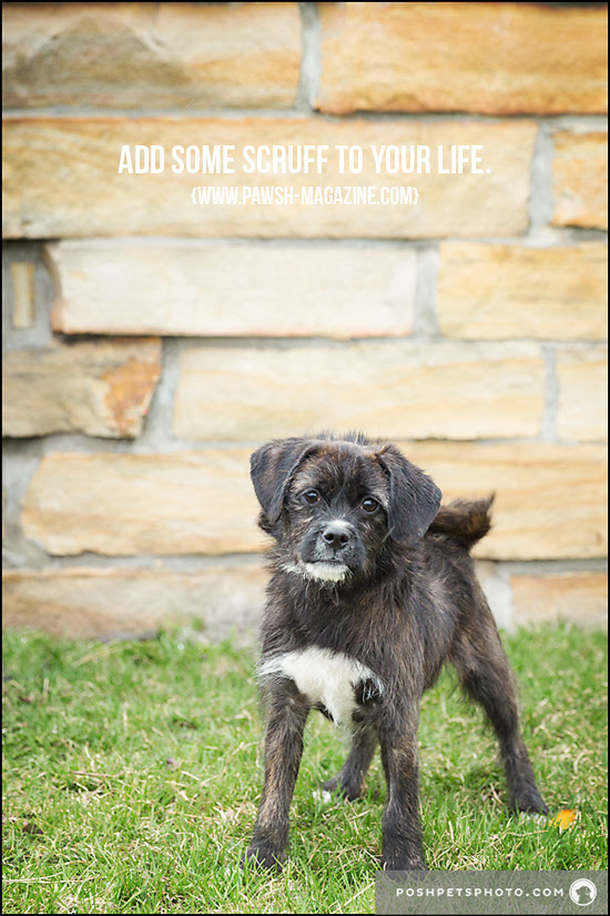 TORONTO DOG PHOTOGRAPHER: INSPIRING DOG QUOTES – Pawsh 