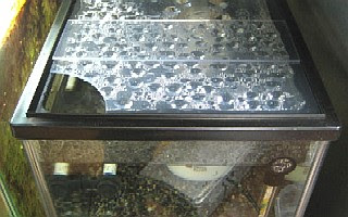 30cm水槽の蓋 ワイルドベタの水槽 熱帯魚 アクアリウム関連