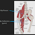 Hip Groin Muscle Anatomy : Chronic Groin Pain More Than Just Osteitis Pubis Newcastle Sports Medicine - The other two are known as the 'long adductors' (gracilis and adductor magnus).