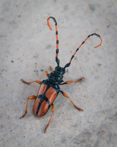beetle