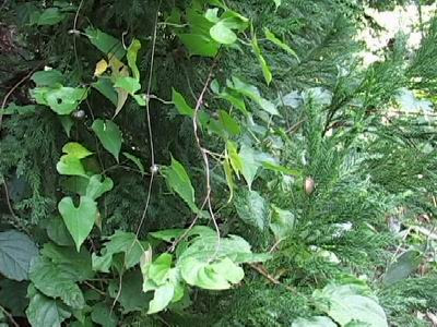 山いも 自然薯 山菜きのこ直売所 ちいくろ
