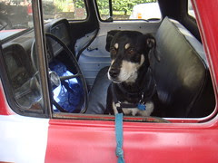 Susie wants to drive patches