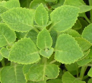 TANAMAN TANAMAN OBAT HERBAL TANAMAN TANAMAN OBAT HERBAL