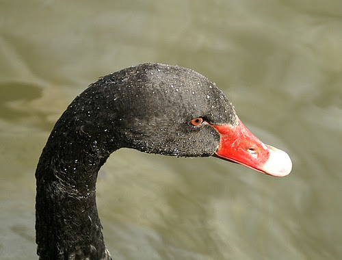 Black Swan Black swan seen at Oulton 