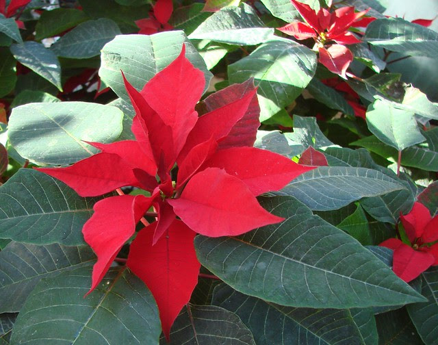 Poinsettias  Flickr  Photo Sharing!