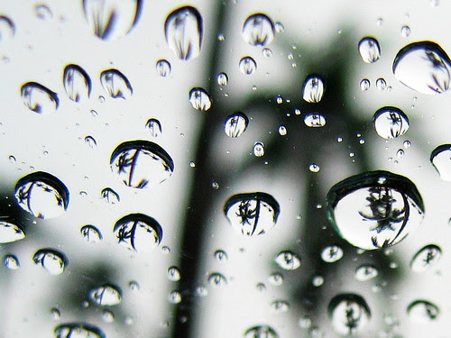 Drop Trees, Tree drops
