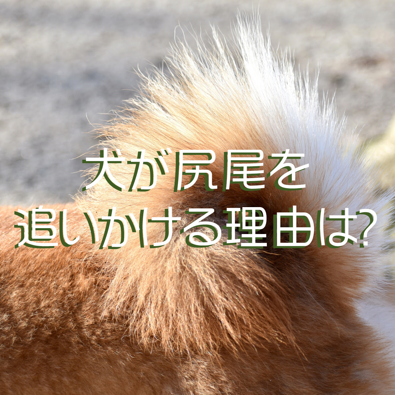 犬が尻尾を追いかけて噛む理由は 放っておいても大丈夫