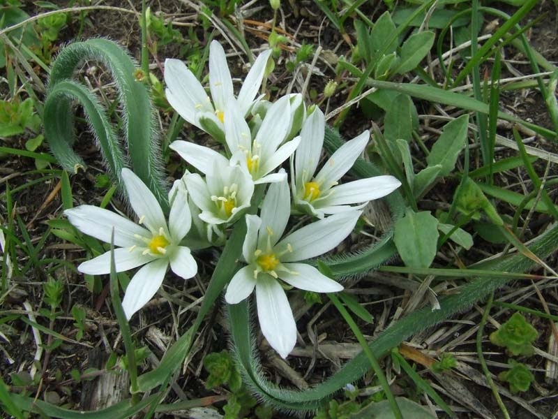  Rubbing on the basis of medicinal herbs for back pain  