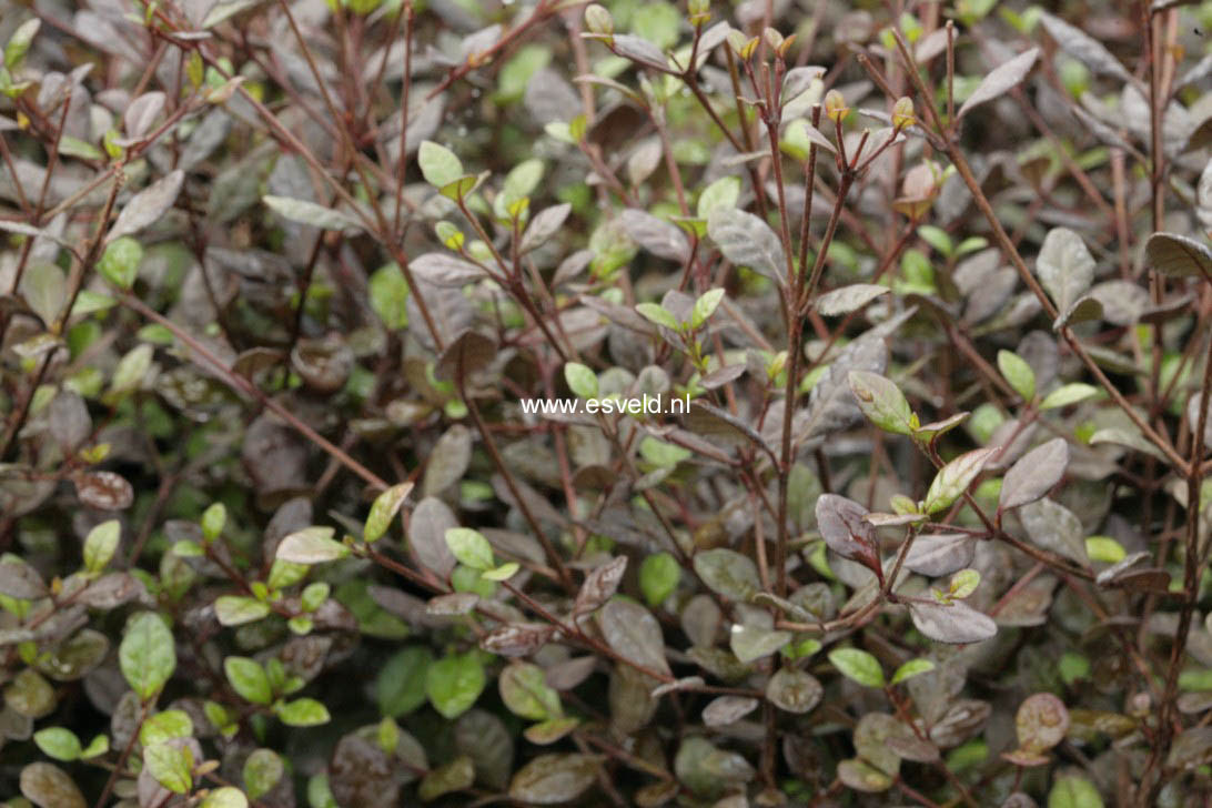 Lophomyrtus purpurea nana