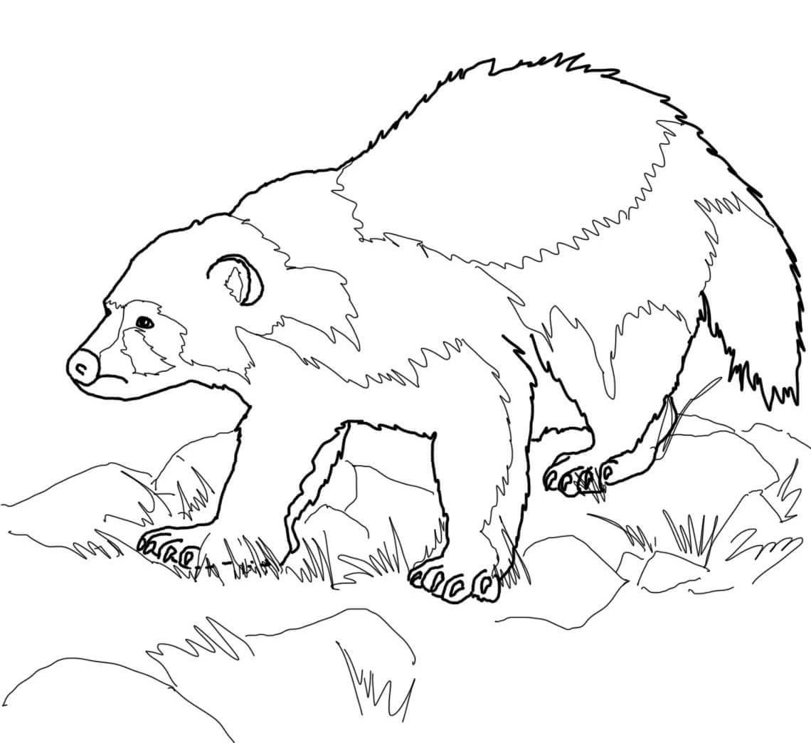 Wolverine Animal Coloring Pages at GetColorings.com | Free ...