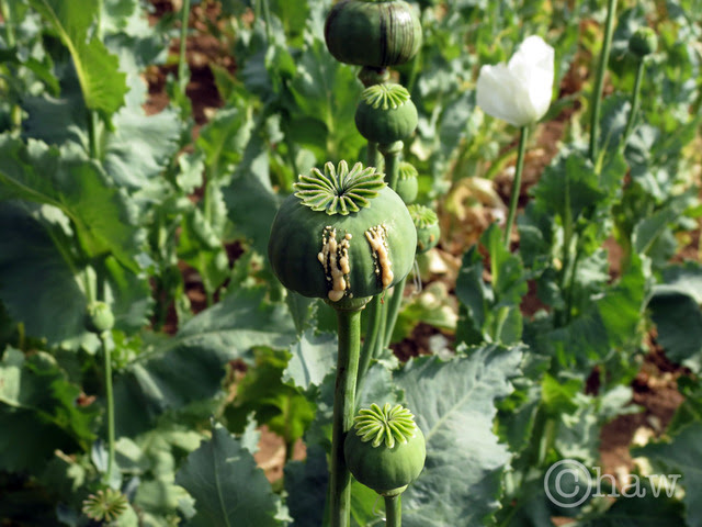 Image Hosted by PicturePush - Photo Sharing