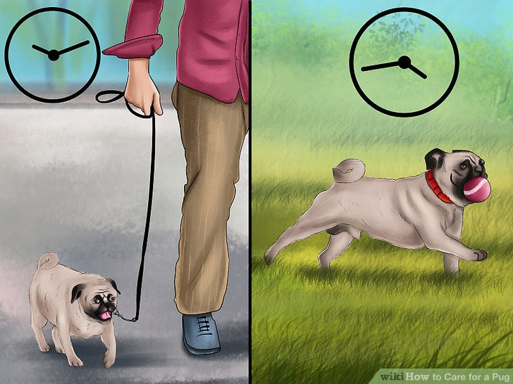 Care for a Pug Step 7.jpg