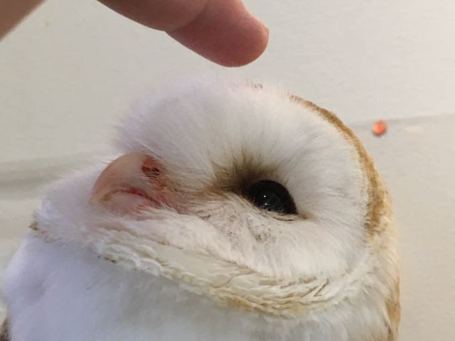 ぶきみなフクロウ かわいいフクロウ Spooky Owl Pretty Owl Latine Orientales 東洋のラテン
