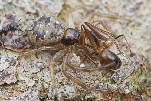 crab spider with ant prey. IMG_1643 copy
