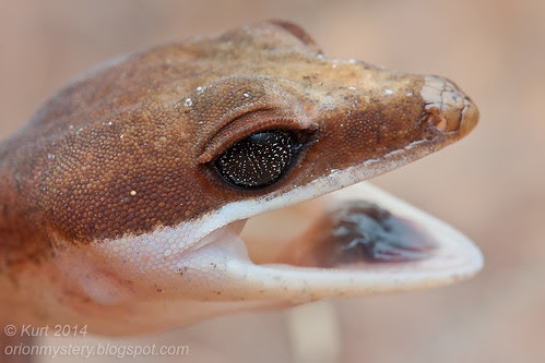 Aeluroscalabotes felinus IMG_5859 copy