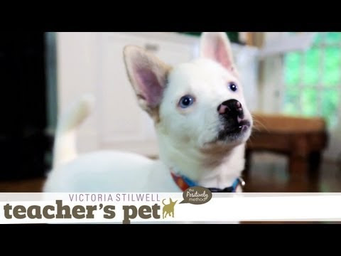 Potty Training a Puppy | Teacher's Pet With Victoria Stilwell
