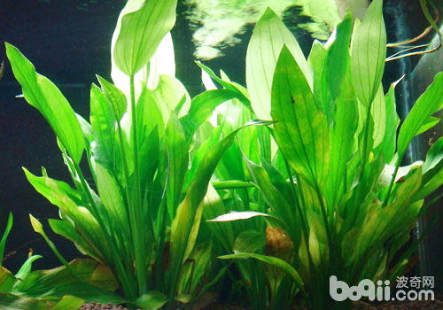 水草养殖中液肥怎么用 水族环境 波奇网百科大全