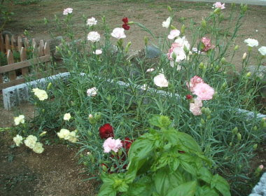 種から育てるカーネーション栽培日記