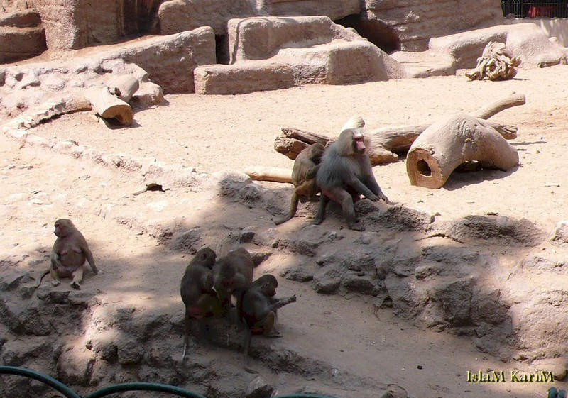 حديقة الحيوان بالجيزة - Giza Zoo حديقة الحيوان بالجيزة - Giza حديقة الحيوان بالجيزة - Giza Zoo حديقة الحيوان بالجيزة - Giza