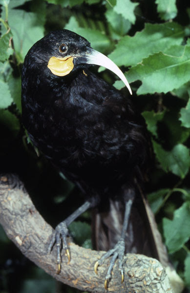 http://www.ryanphotographic.com/images/JPEGS/Heterachloa%20acutirostris%20huia%20female.jpg