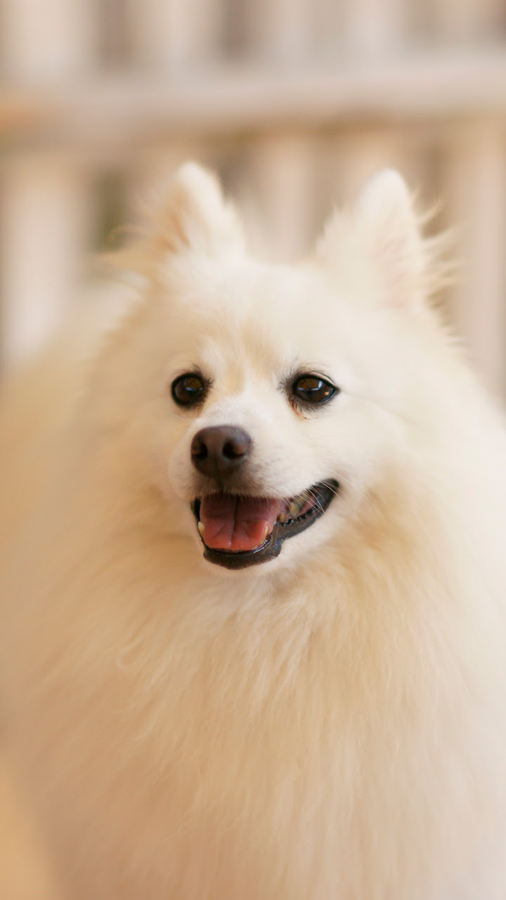 犬 スマートフォン壁紙タウン