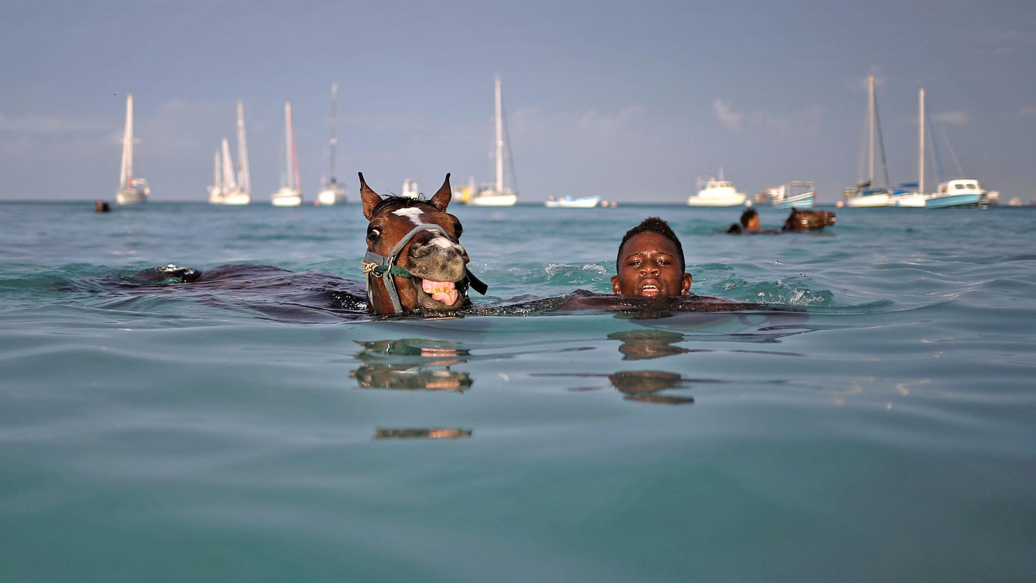 A handler swims with a horse from the Garrison Savannah in the Caribbean Sea near Bridgetown, Barbados