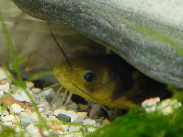 飼育と繁殖