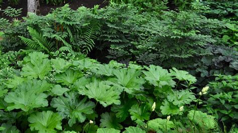 shade loving perennials grow beautifully