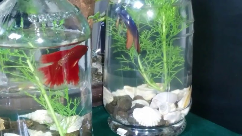 Paling Populer Hiasan Aquarium Ikan Cupang