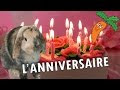 Vers le haut image lapin joyeux anniversaire 293142-Image lapin joyeux anniversaire