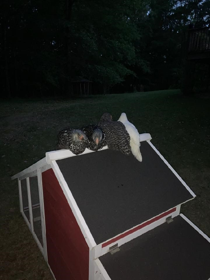 hens come home to roost
