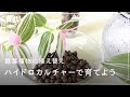 √1000以上 根 ぐされ 防止 剤 100 均 345684-根腐れ防止剤 100均