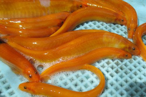 淡水魚種苗研究所